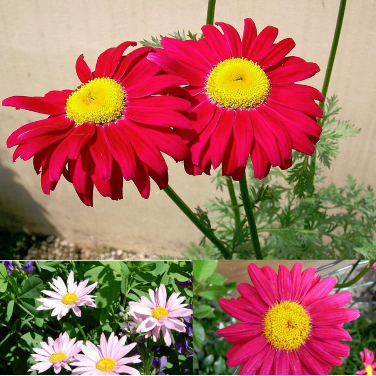 Plantas bellis perennis perennial daisy florecen bunga flowering wildflower bright tanaman arbustos propiedades divide daun berbunga menanam abadi tanah makro