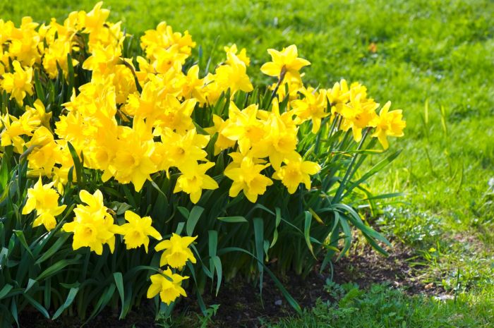 Plant with small yellow flowers