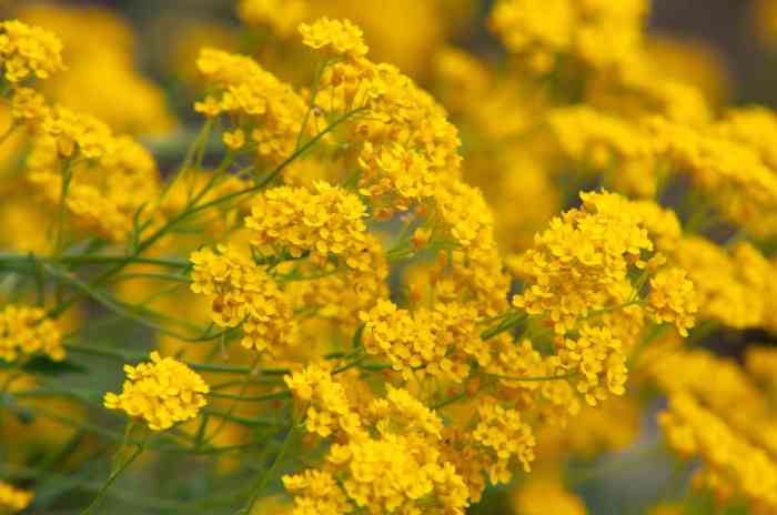 Plant with small yellow flowers