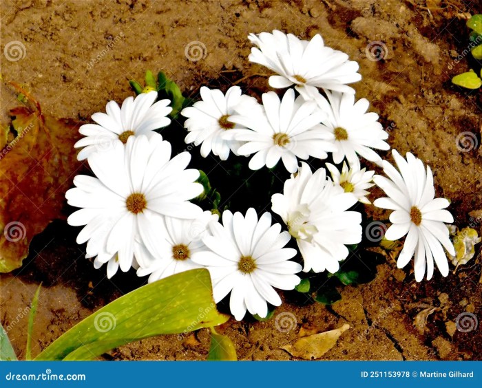 Plant daisy like flowers